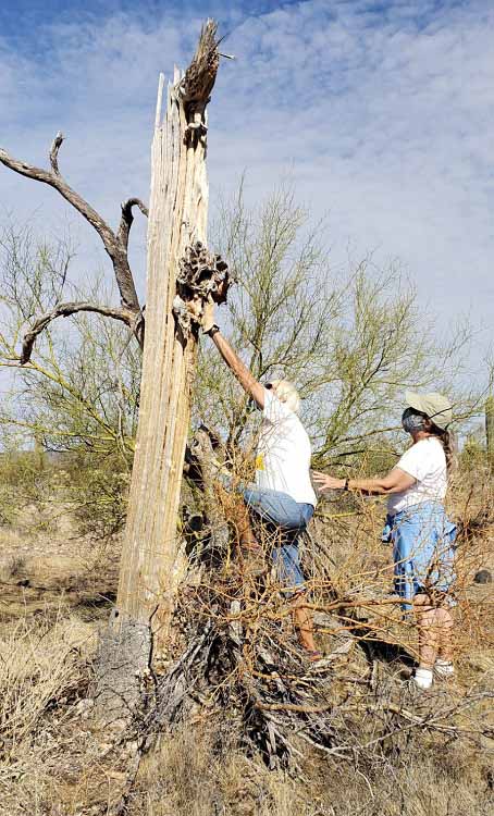 saguaro searching